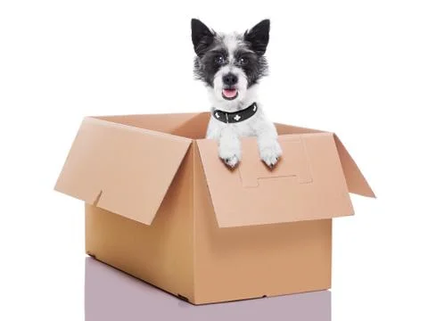 Moving box dog Foto stock