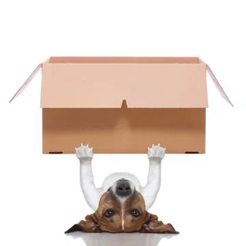 Moving box  dog Foto stock