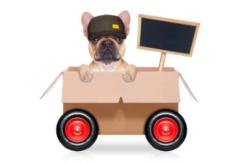 Moving box dog Stock-Fotos