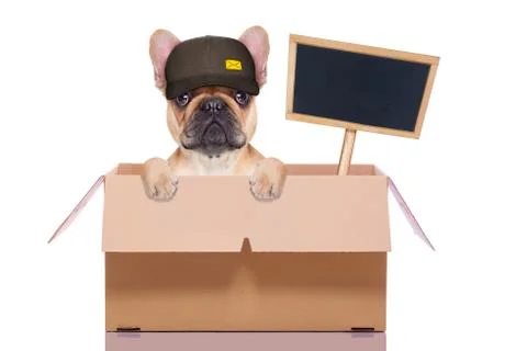 Moving box dog Fotos Stock