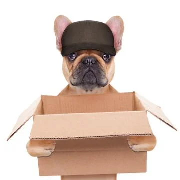 Moving box dog Stock-Fotos
