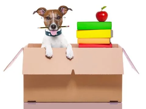 Moving box dog Stock Photos