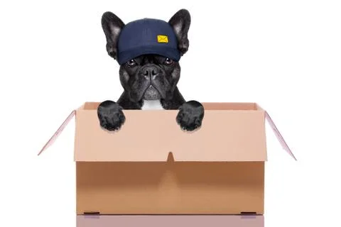 Moving box dog Stockfoto's