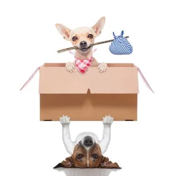 Moving box  dogs Stock Photos