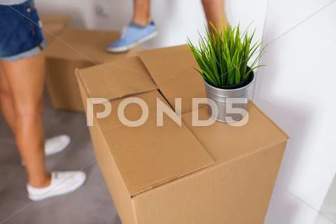 Moving Box With A Plant On It. Time To Unpack. Close Up.