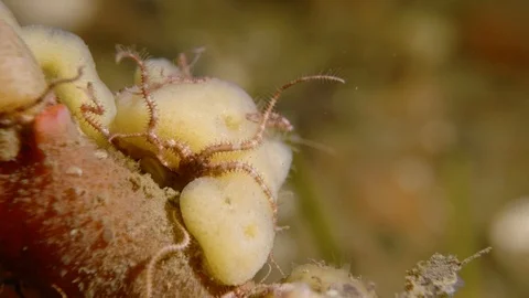 Moving brittelstar on a sponge Vidéo 118069724