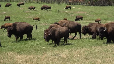 Moving Buffalo Herd Going by Close Stock Footage 115819133