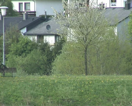 Moving bulls Stock Footage 124748