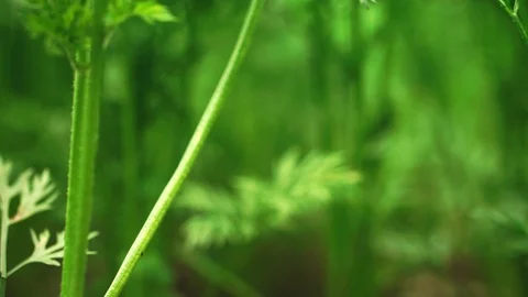 Moving the camcorder forward through the green grass. close-up, 4K. Stock Footage 119426668