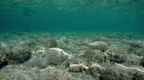 Moving the camera along the bottom of the sea on the sea bottom Vidéo 68807984