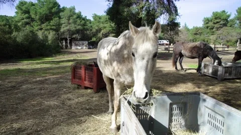 Moving camera around a white horse eating hay Stock Footage 140403203