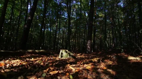 Moving camera in autumn forest Stock Footage 42498358