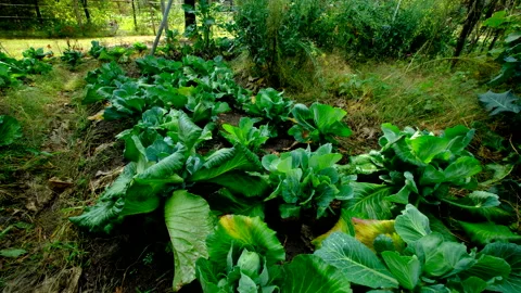 Moving camera backwards above garden bed pf white cabbages re-growing Video stock 331833662