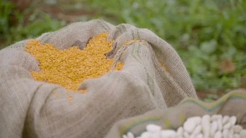 Moving camera between crops of lentils and beans Stock Footage 152648018