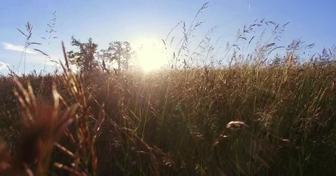 Moving with the camera between high grass in the summer meadow. Stock Footage 75672159