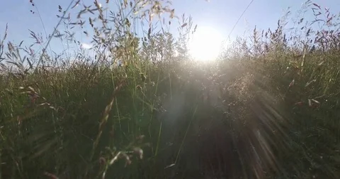 Moving with the camera between high grass in the summer meadow. Stock Footage 75705975