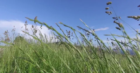 Moving with the camera between high grass in the summer meadow. Stock Footage 75708170