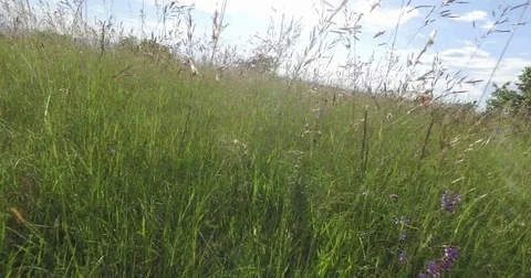 Moving with the camera between high grass in the summer meadow. Stock Footage 75711357