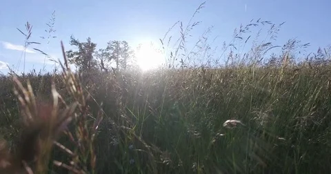 Moving with the camera between high grass in the summer meadow. Stock Footage 75717226