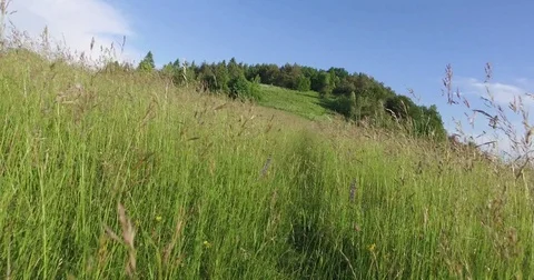 Moving with the camera between high grass in the summer meadow. At the end glade Stock Footage 75720484