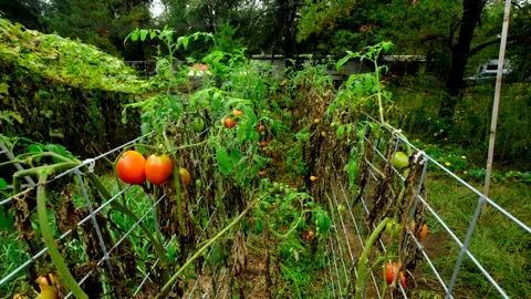 Moving camera up between two rows of trellis full of withering tomato plants Video stock 331829432