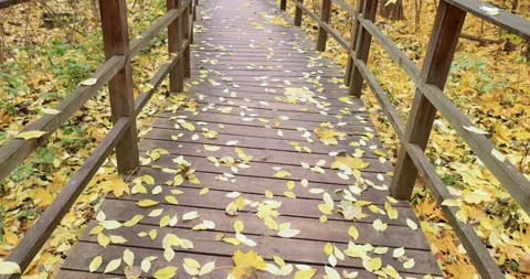 Moving camera captures a wooden pathway covered in autumn leaves 库存影片 289738557