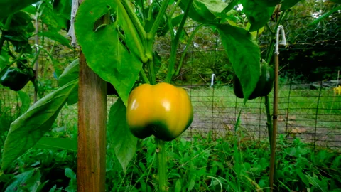 Moving camera closer toward maturing yellow bell pepper hanging from plant Video stock 331834122