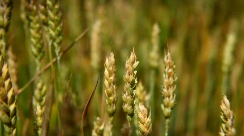 Moving camera focus on the grain field with blue sky in background Stock Footage 452007