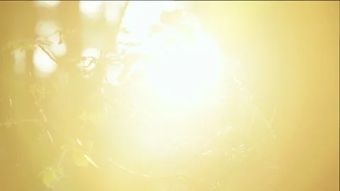 Moving camera looks out of a tree towards the sun breaking through the foliage Stock Footage 303869962