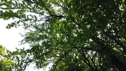 Moving camera looks up to the trees greenery, sun rays coming through the leafes Stock Footage 113995521