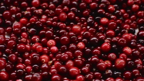 Moving the camera over cranberry berries in one direction Stock Footage 164039967