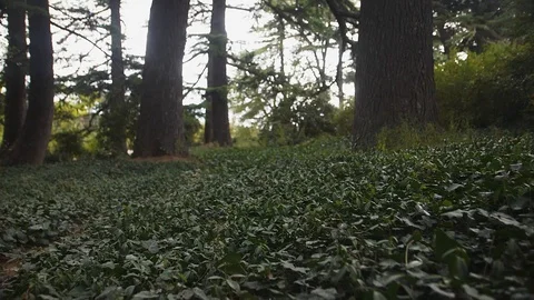 Moving camera over a green lawn in a pine forest Stock Footage 108996732