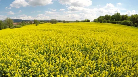 Moving the camera over rapeseed field. Stock Footage 76185709
