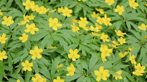 Moving camera over yellow spring flowers Stock Footage 273512434
