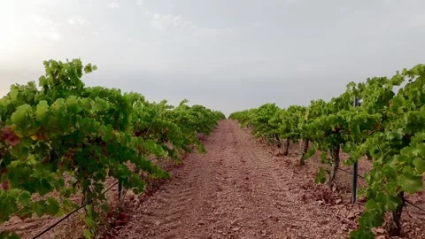 Moving camera shot through grapevine rows in Spanish vineyard Stock Footage 340658583