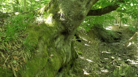 Moving camera stabilized shot, walking in the spring forest, Steady cam Vídeos de archivo 46795826
