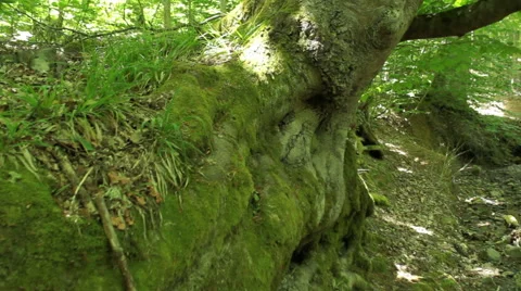 Moving camera stabilized shot, walking in the spring forest, Steady cam Видео 46795908