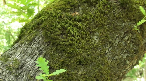 Moving camera stabilized shot, walking in the spring forest, Steady cam Stock Footage 46796395