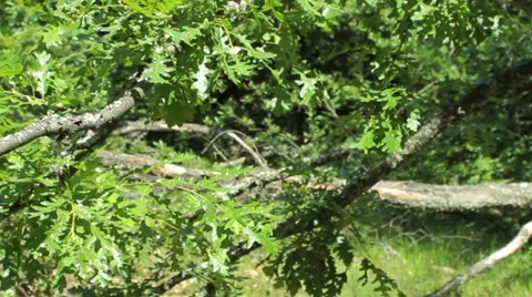 Moving camera stabilized shot, walking in the spring forest, Steady cam Stock Footage 46797001