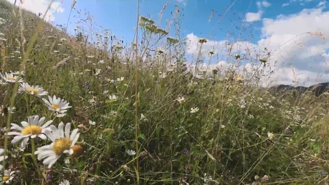 Moving camera in summer flowers and grass Stock Footage 114246281
