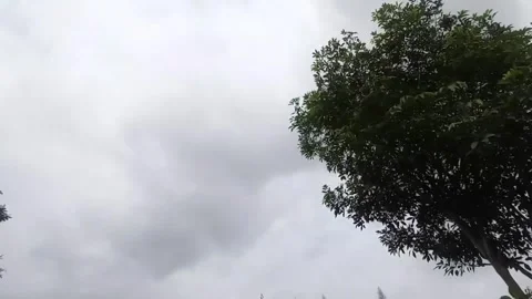 Moving camera thoughts trees against clouds Stock Footage 243697882