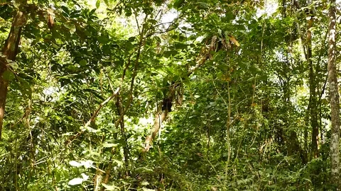Moving camera towards monkey in the deep Panama jungle Stock Footage 123620398