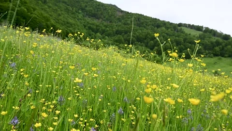 Moving camera trough Fresh flowers on meadow in summer. Yellow flowers Stock Footage 266602612