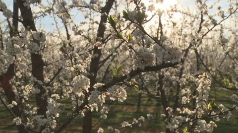 Moving camera view of plum tree blossom Stock-Footage 8652387