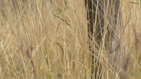 Moving camera to white snail on tree Stock Footage 93238066