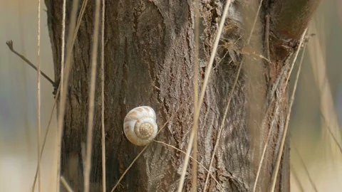Moving camera from white snail on tree Stock Footage 93238101