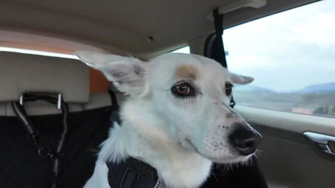 A moving in the car with a dog. Stock Footage 317631071