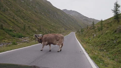 Moving car driving along a high mountain road in the Tyrol Alps as cows cross Stock Footage 343548680