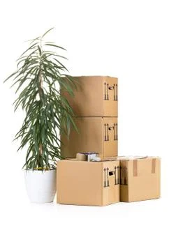 Moving carton boxes stack with plant Stock Photos
