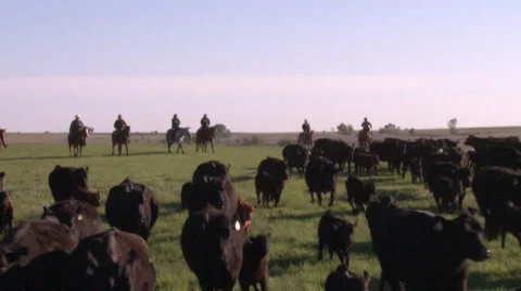Moving the Cattle Stock Footage 36279282